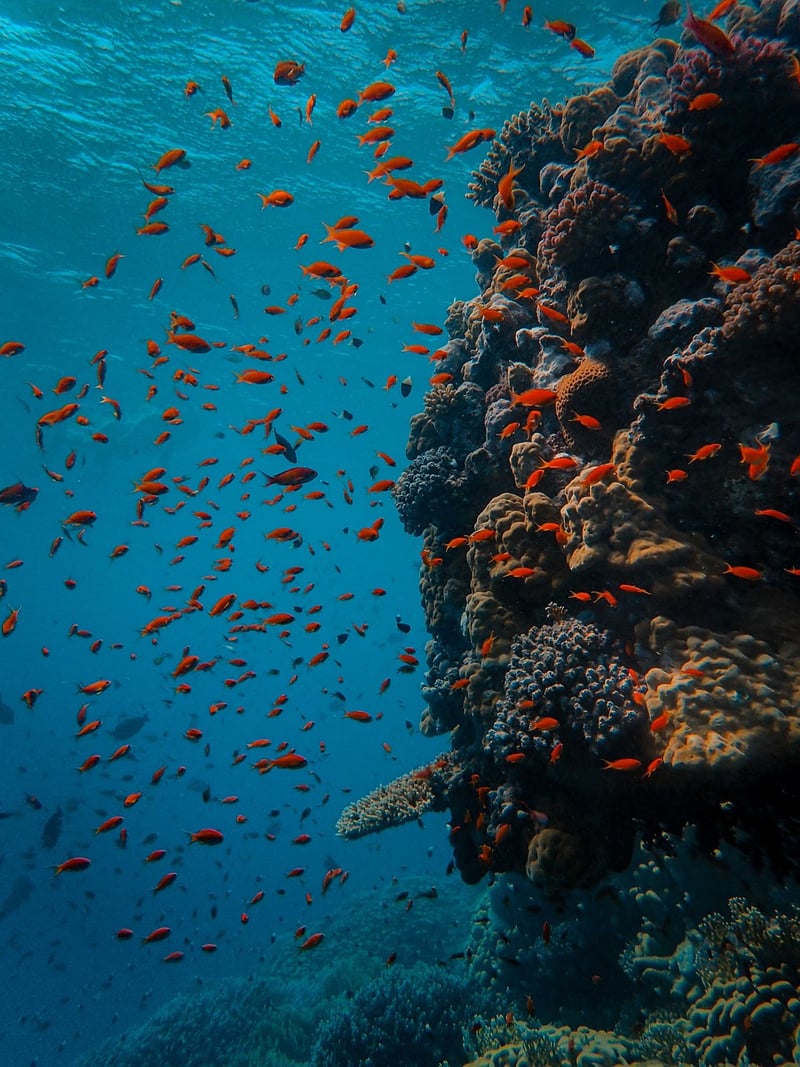 Coral Reef Dive