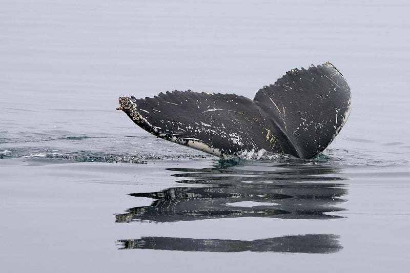 Humpback Whale